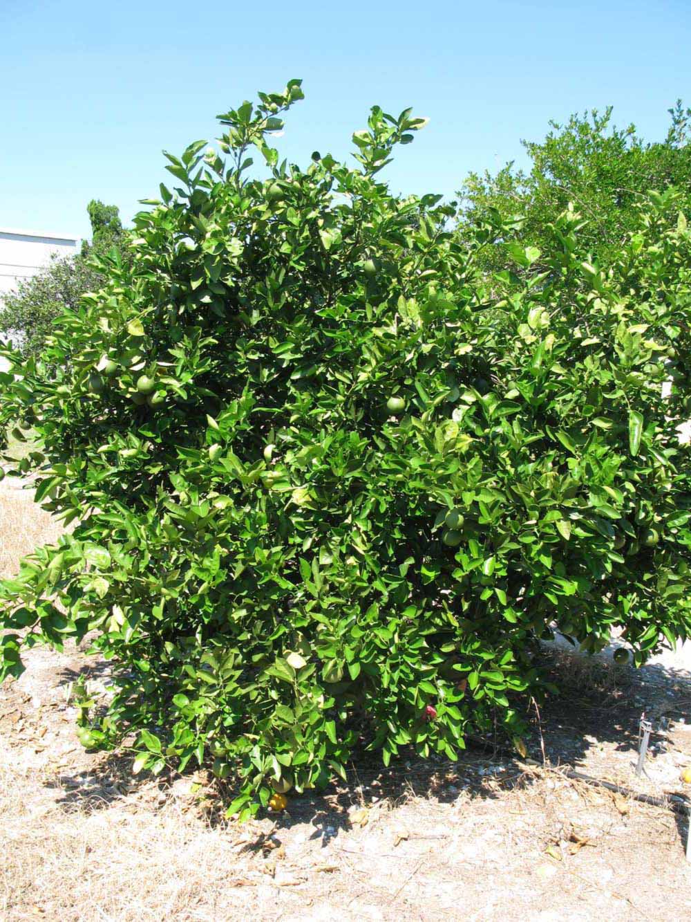            Habit (Winter Haven, FL)   